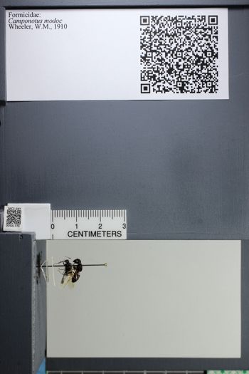 Media type: image;   Entomology 531773